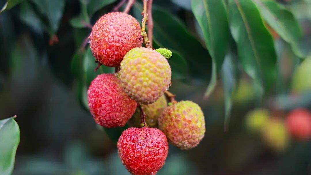 火了1000多年!古代“网红顶流”如今坐高铁飞入寻常百姓家 火了1000多年!古代“网红顶流”如今坐高铁飞入寻常百姓家