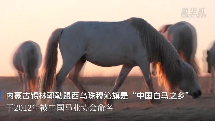 来看“中国白马之乡”的白色蒙古马 来看“中国白马之乡”的白色蒙古马