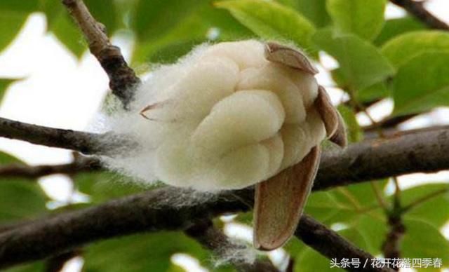 这种棉花树,果实内藏有棉絮,被誉为植物软黄
