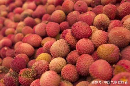 抓紧时间吃荔枝!广东今年荔枝大丰收便宜好吃
