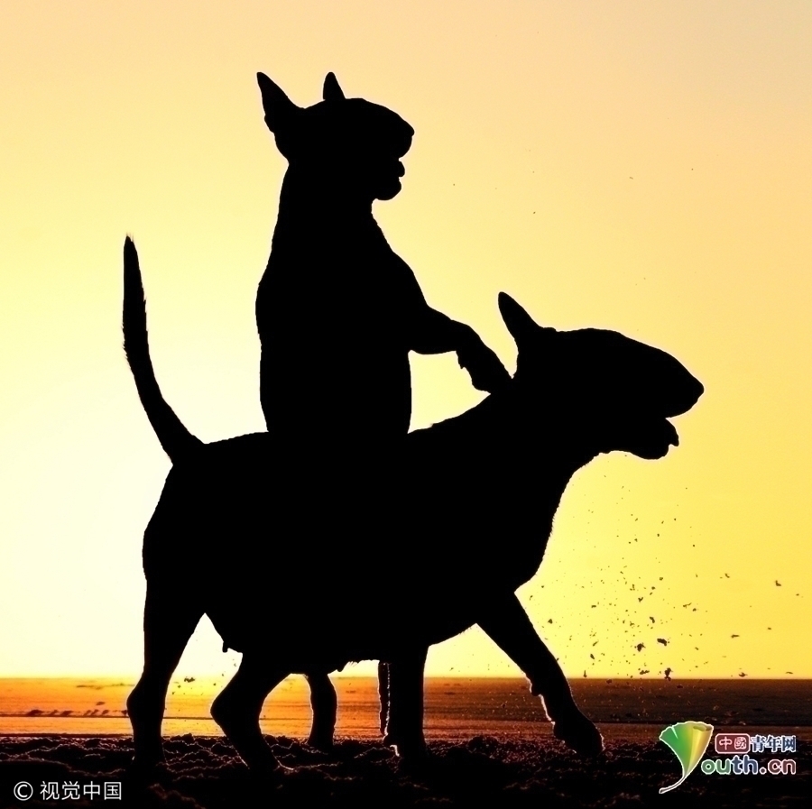 英首届宠物摄影奖开赛 捕捉动物滑稽瞬间 英首届宠物摄影奖开赛 捕捉动物滑稽瞬间