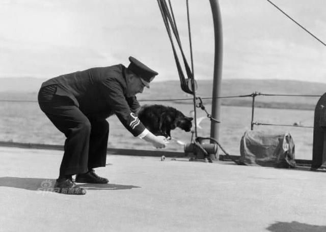 面对航母上的老鼠,各国都是如何解决的呢?这个