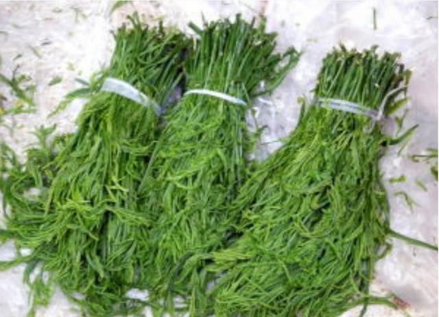 云龙菜不仅是一种蔬菜,其实还可以作为一种中药入药的,所以功效特别多