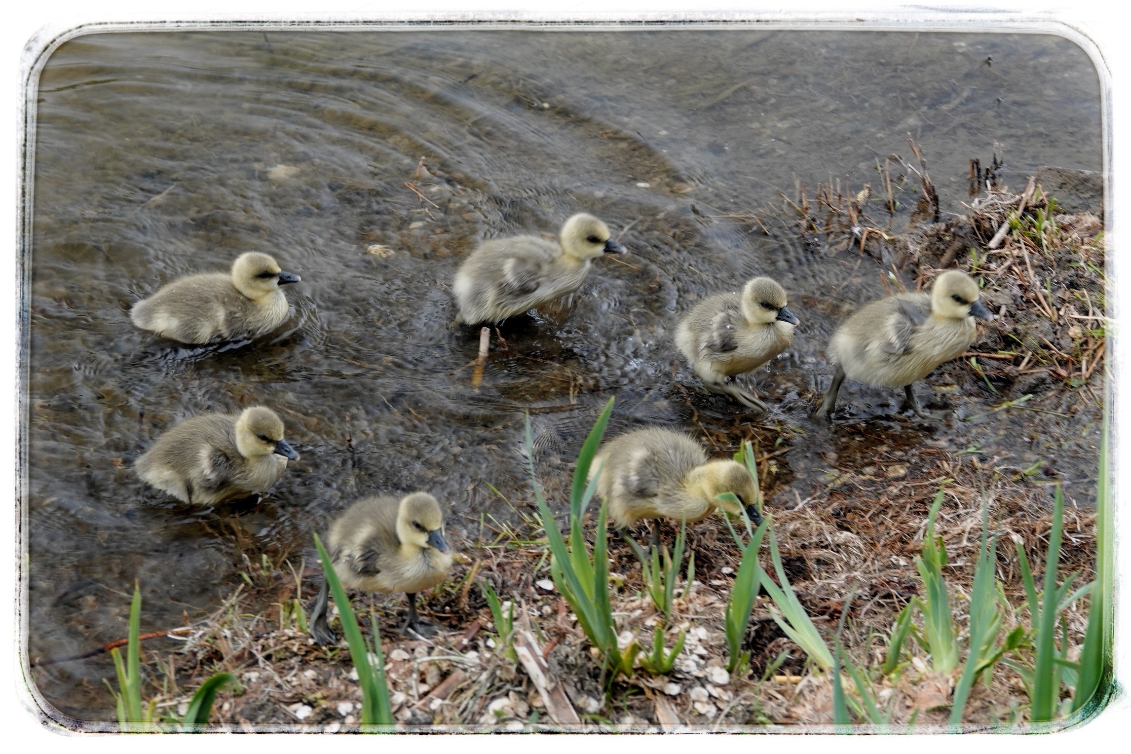 圆明园发现大雁宝宝实在太萌了 圆明园发现大雁宝宝实在太萌了