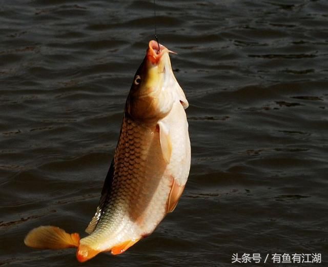 15歲開始釣魚的老法(si)師(ji)教你:釣鯉魚的實用技巧!