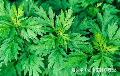 艾叶是天赐的良药,那艾叶有什么功效呢?用来泡