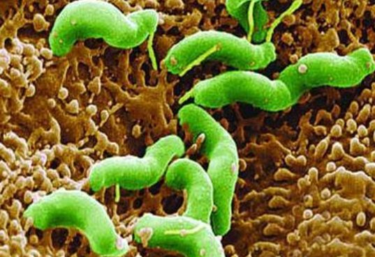 吃什么食物可以杀死幽门螺杆菌?抵制幽门螺杆