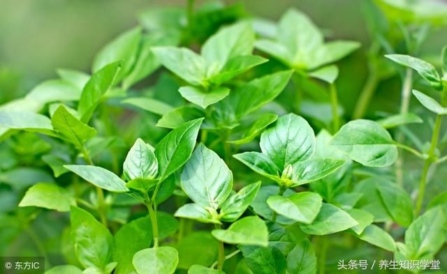 桑葚这样吃最养肾补精,效果翻10倍,尤其是对