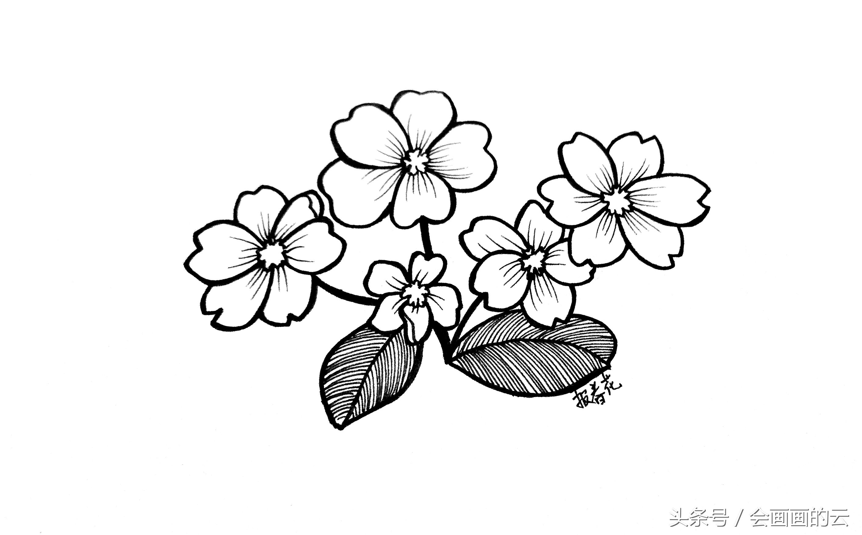 简笔画入门植物线描手绘图,一起画起来吧!