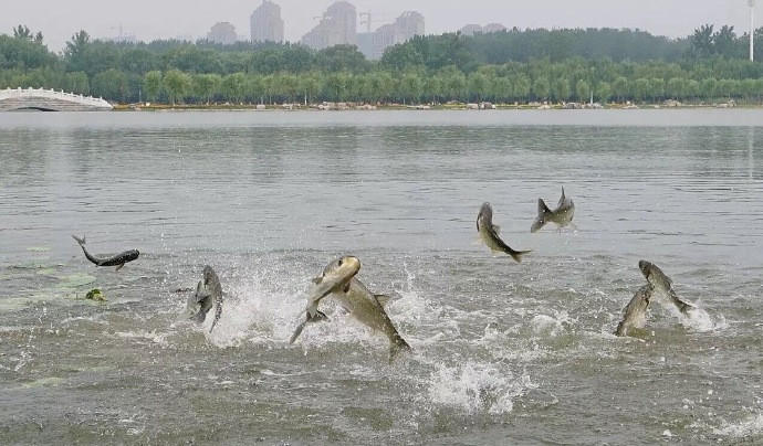 在经过了一天一夜的大雨后，南湖水位暴涨。