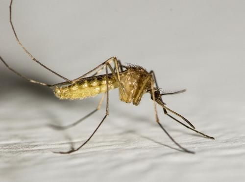 秋天蚊子战斗力爆表!咬一口过敏人群甚至会休