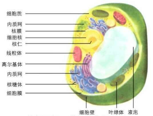 人类能制造芯片,是否也能制造一片叶子?科学家