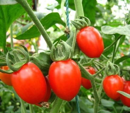 圣女果是转基因食品吗?孕妇吃圣女果对胎儿好