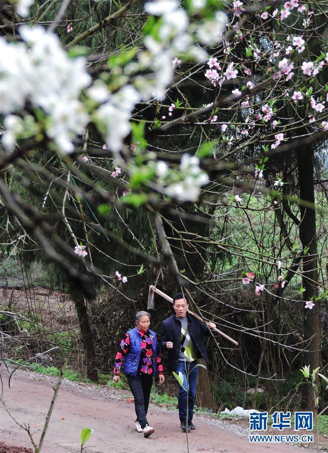 3月12日，四川省达州市渠县巨光乡金土村“第一书记”、退伍军人黄小军（右一）和村民周茂英在蜂糖李果园里。 新华社发（邓良奎摄）