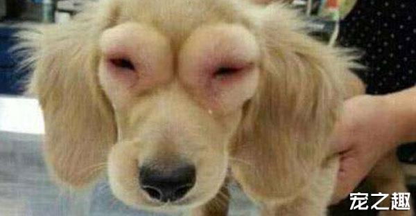 被蜜蜂蛰的狗狗表情包图片