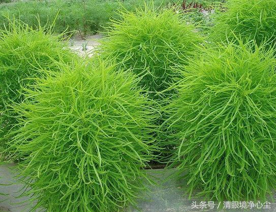 如果你是农村人,这些你一定认识,即便不认识,也