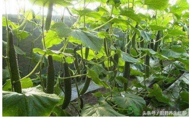 经常用黄瓜片泡水喝,三个月之后身体会出现惊