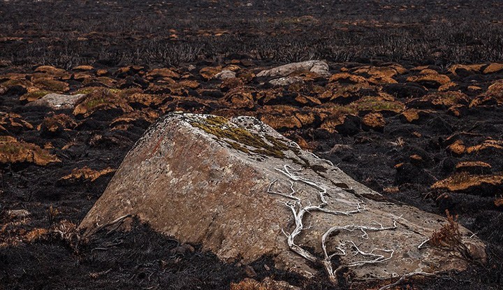图为火灾被烧树木。