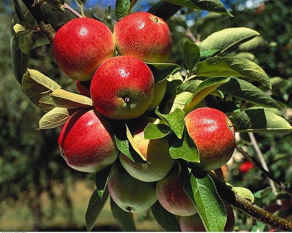 早上空腹吃1个苹果,身体竟会发生这些变化,很