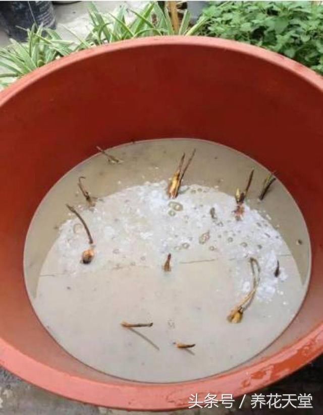 1个莲藕扔桶里,长荷叶还开花,翻盆一看全是白