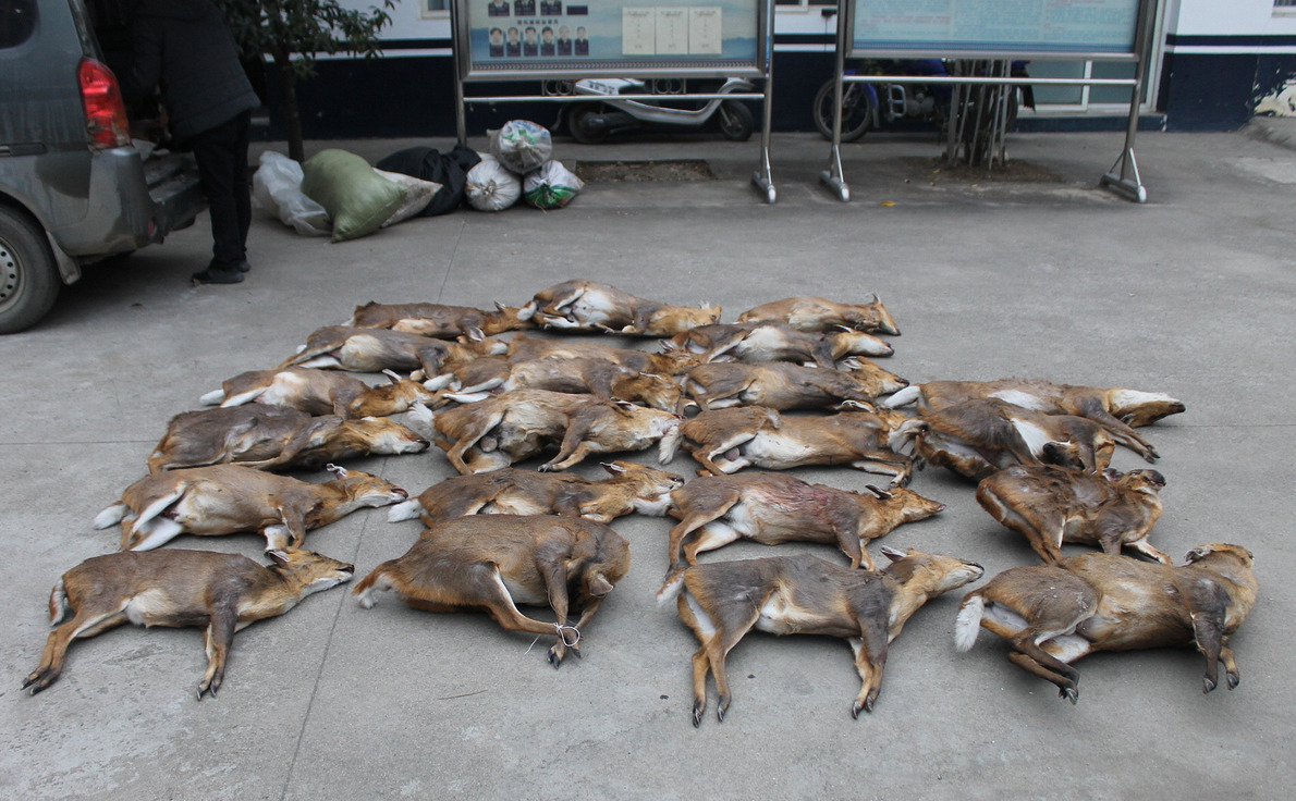 司机遇检查掉头逃跑 一查车上竟有27只小麂