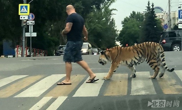 老虎当宠物？俄罗斯男子街头遛老虎惊呆路人