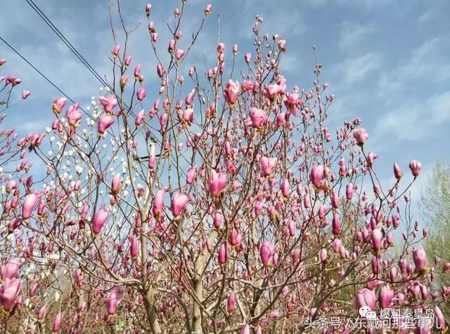 秦皇岛最美花海!曝光这片藏于市区的免费好去