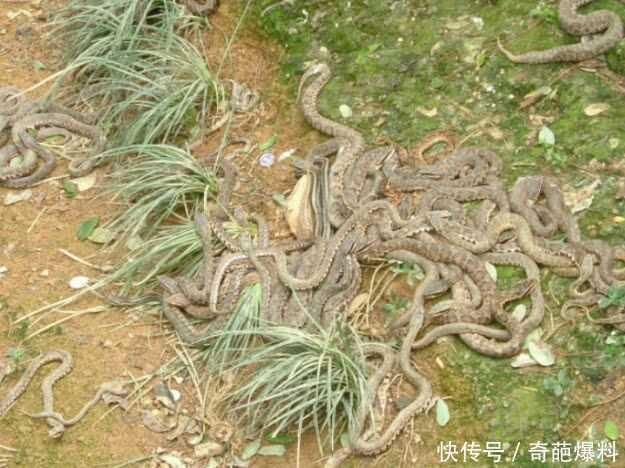 唯一毒蛇岛,贝爷不敢去,你平头哥敢去吗?