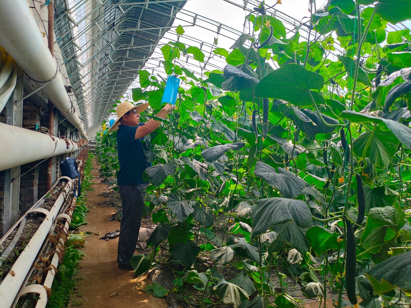 提产能、增效益!昌平区高效种植技术助推设施蔬菜“大丰收”_北京时间