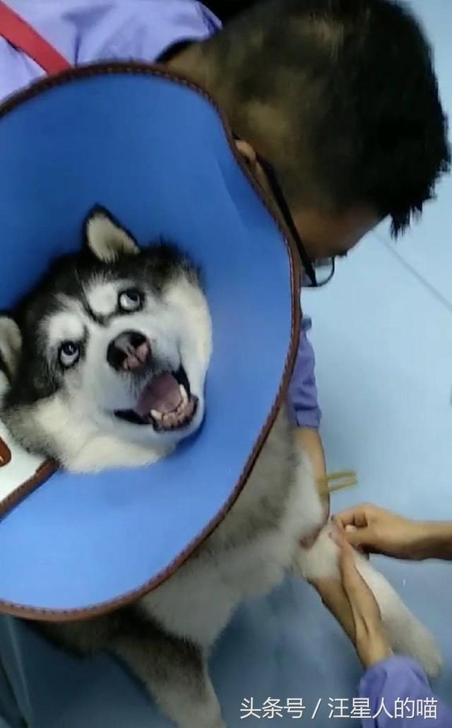 哈士奇还没开始打针就戏精附体,假装疼的翻白眼,笑喷主人