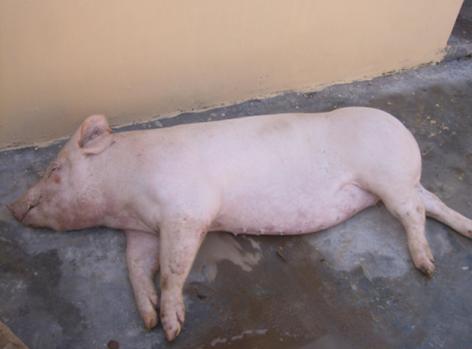 有招,治疗仔猪副伤寒的诀窍