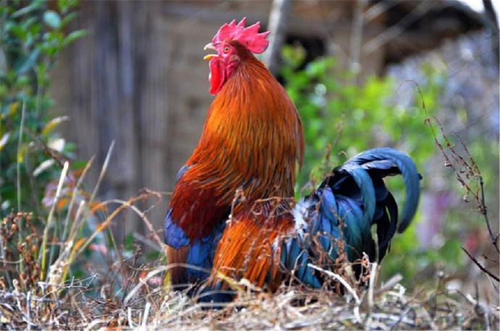 为什么公鸡可以每天都很准时的打鸣?听听专家