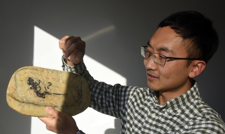 中科院古脊椎所王海冰、王元青和美国自然历史博物馆孟津共同完成的这项有关早期哺乳动物中耳演化的重要研究成果，北京时间当天凌晨获国际权威学术期刊《自然》在线发表。