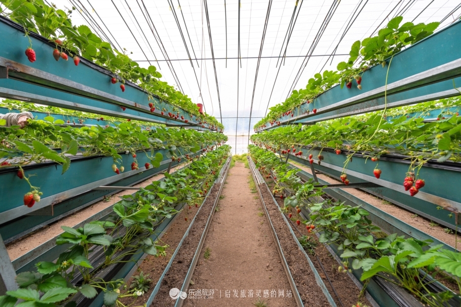 水果控们不可错过的四季生态采摘园