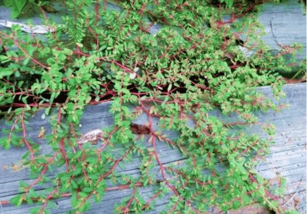 人称血见愁的野草,治疗拉肚子有奇效,你了解