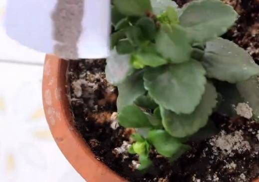 点完的蚊香先别扔,蚊香灰的妙用居然如此之大