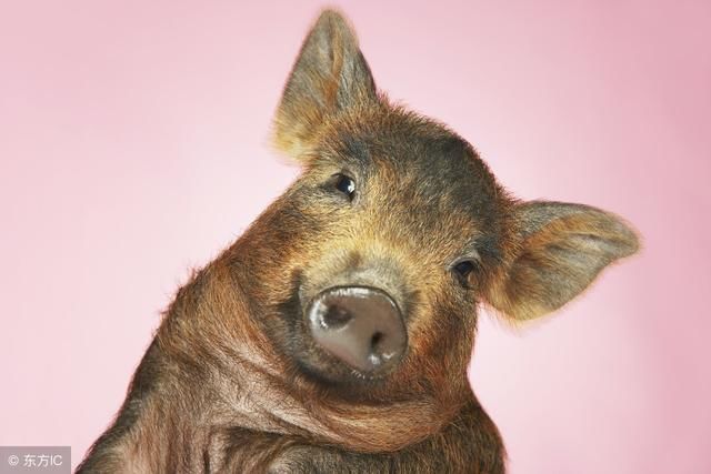 生肖猪:属猪人是什么命?