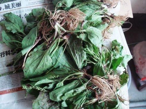 农村野菜猪耳朵,是防治痛风的宝,但很多人都