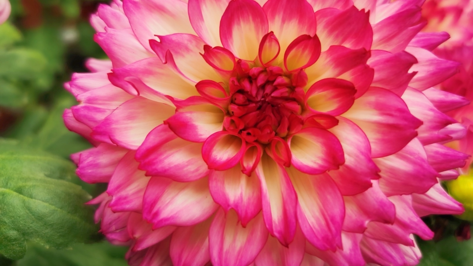 ​东城菊花文化节-胡同里的繁花似锦