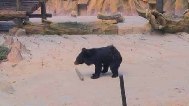 《卡酷动物园》20200530亚洲黑熊