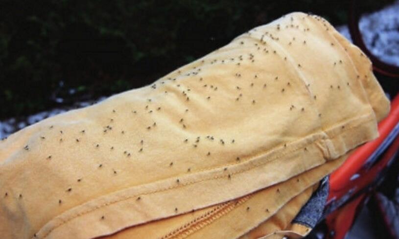 女子洗内裤,发现内裤钻出一条乳白色虫子,吓得她赶紧上网查原因