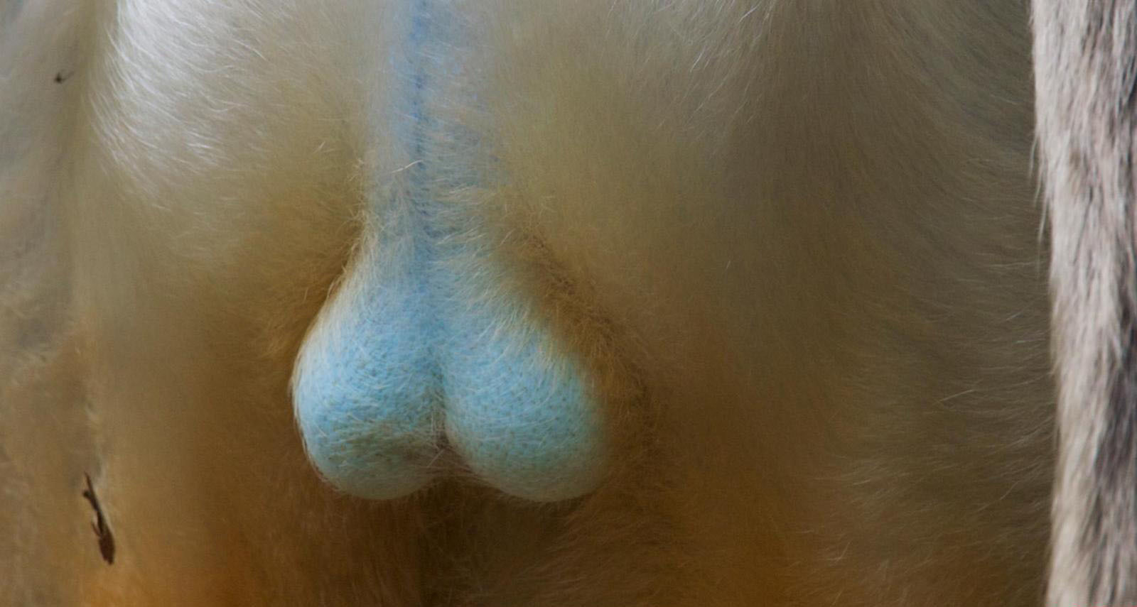 老司机必入:动物生殖器官大竞猜 老司机必入:动物生殖器官大竞猜