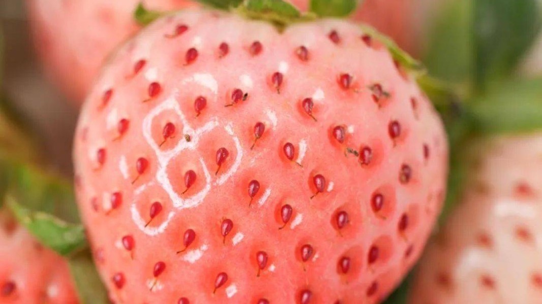 粉玉:草莓届的“白富美”,您知道它的由来吗? 粉玉:草莓届的“白富美”,您知道它的由来吗?