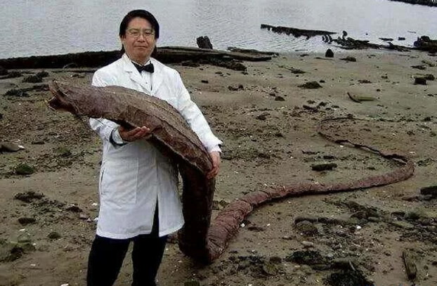 经过几番折腾,警察将这个不明物体交给了专研生物体的专家来鉴别,经过