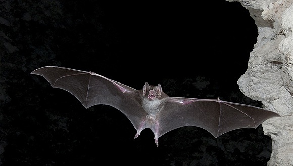 【巴西】萨尔瓦多市频发吸血蝙蝠袭人事件