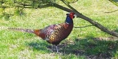 2018-2019年最火爆最赚钱的养殖项目你知道吗