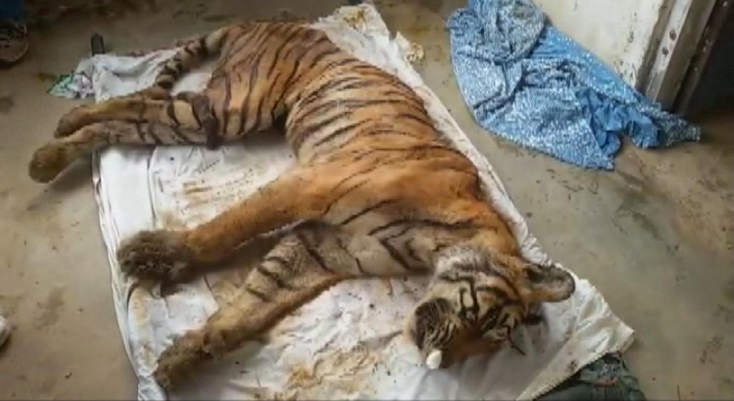 20岁老虎于印度自然死亡 为世界最长寿