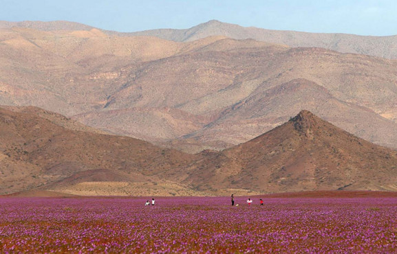 世界最干旱的沙漠,因为下了一场特大暴雨,一夜