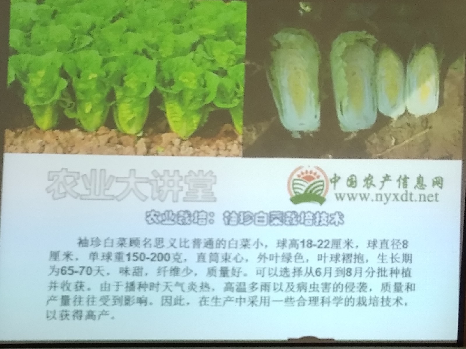 農業栽培 袖珍白菜栽培技術 雪花新闻