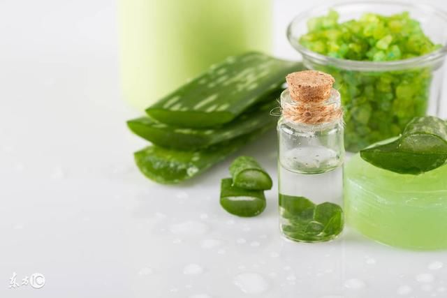 芦荟生长老倒伏,生长不良,烂根,不懂怎么处理难